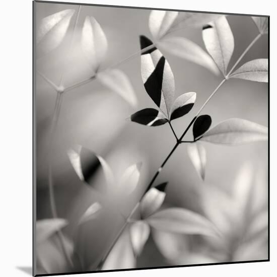 Botanical Study No. 5-Nicholas Bell-Mounted Photographic Print