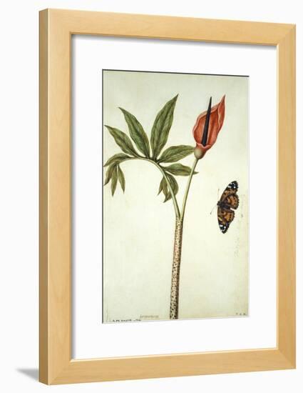 Botanical Study of a Dragon Lily and Butterfly-Jacques Le Moyne De Morgues-Framed Giclee Print