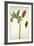 Botanical Study of a Dragon Lily and Butterfly-Jacques Le Moyne De Morgues-Framed Giclee Print