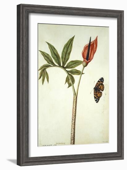 Botanical Study of a Dragon Lily and Butterfly-Jacques Le Moyne De Morgues-Framed Giclee Print