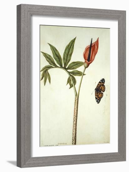 Botanical Study of a Dragon Lily and Butterfly-Jacques Le Moyne De Morgues-Framed Giclee Print