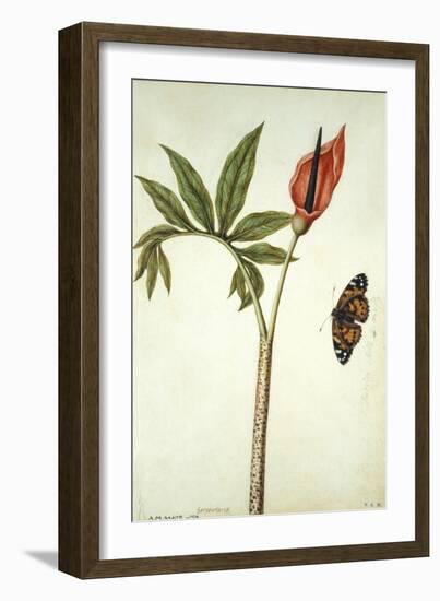 Botanical Study of a Dragon Lily and Butterfly-Jacques Le Moyne De Morgues-Framed Giclee Print