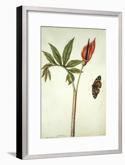 Botanical Study of a Dragon Lily and Butterfly-Jacques Le Moyne De Morgues-Framed Giclee Print