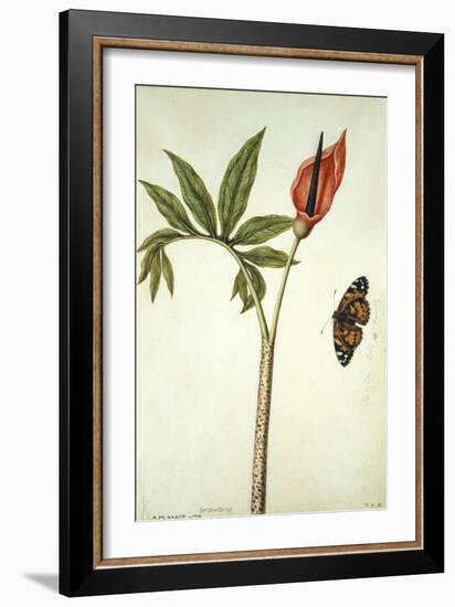 Botanical Study of a Dragon Lily and Butterfly-Jacques Le Moyne De Morgues-Framed Giclee Print