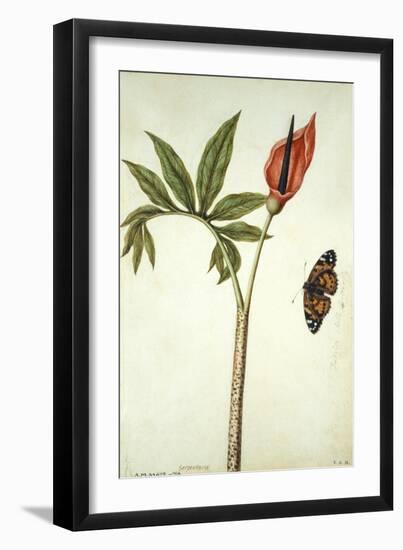 Botanical Study of a Dragon Lily and Butterfly-Jacques Le Moyne De Morgues-Framed Giclee Print