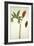 Botanical Study of a Dragon Lily and Butterfly-Jacques Le Moyne De Morgues-Framed Giclee Print