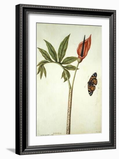 Botanical Study of a Dragon Lily and Butterfly-Jacques Le Moyne De Morgues-Framed Giclee Print