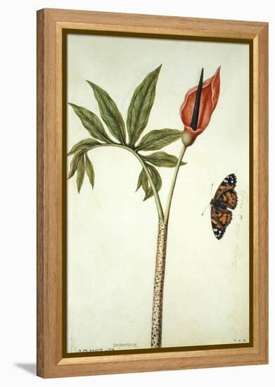 Botanical Study of a Dragon Lily and Butterfly-Jacques Le Moyne De Morgues-Framed Premier Image Canvas