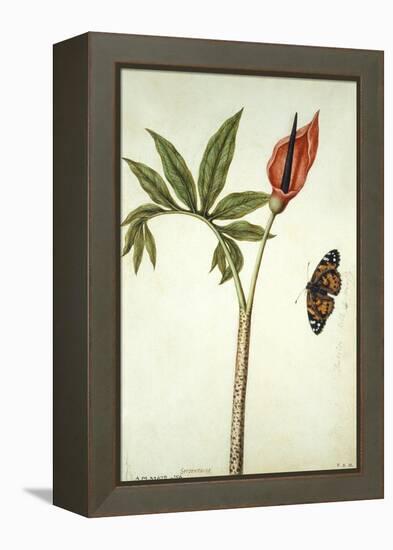 Botanical Study of a Dragon Lily and Butterfly-Jacques Le Moyne De Morgues-Framed Premier Image Canvas