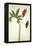Botanical Study of a Dragon Lily and Butterfly-Jacques Le Moyne De Morgues-Framed Premier Image Canvas