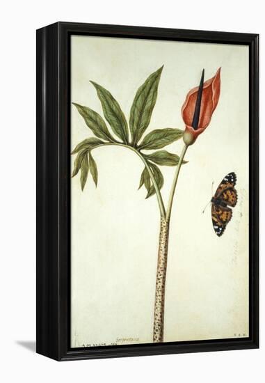 Botanical Study of a Dragon Lily and Butterfly-Jacques Le Moyne De Morgues-Framed Premier Image Canvas