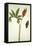 Botanical Study of a Dragon Lily and Butterfly-Jacques Le Moyne De Morgues-Framed Premier Image Canvas