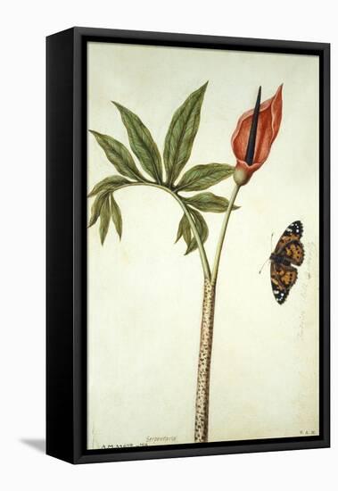 Botanical Study of a Dragon Lily and Butterfly-Jacques Le Moyne De Morgues-Framed Premier Image Canvas