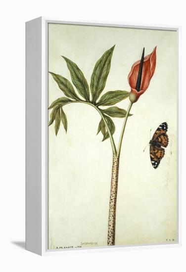 Botanical Study of a Dragon Lily and Butterfly-Jacques Le Moyne De Morgues-Framed Premier Image Canvas