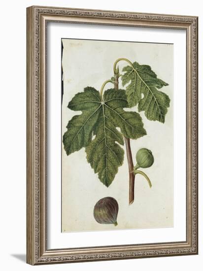 Botanical Study of a Fig-Jacques Le Moyne De Morgues-Framed Giclee Print