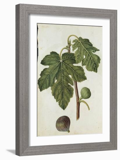 Botanical Study of a Fig-Jacques Le Moyne De Morgues-Framed Giclee Print