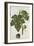 Botanical Study of a Fig-Jacques Le Moyne De Morgues-Framed Giclee Print