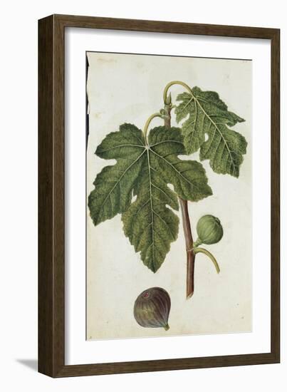 Botanical Study of a Fig-Jacques Le Moyne De Morgues-Framed Giclee Print