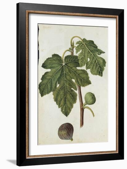 Botanical Study of a Fig-Jacques Le Moyne De Morgues-Framed Giclee Print