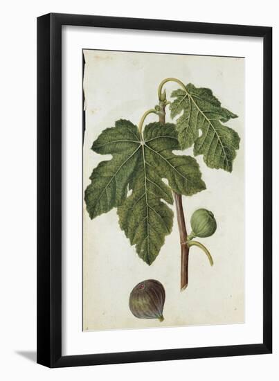 Botanical Study of a Fig-Jacques Le Moyne De Morgues-Framed Giclee Print