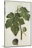Botanical Study of a Fig-Jacques Le Moyne De Morgues-Mounted Giclee Print