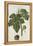 Botanical Study of a Fig-Jacques Le Moyne De Morgues-Framed Premier Image Canvas