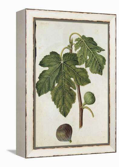 Botanical Study of a Fig-Jacques Le Moyne De Morgues-Framed Premier Image Canvas