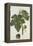 Botanical Study of a Fig-Jacques Le Moyne De Morgues-Framed Premier Image Canvas