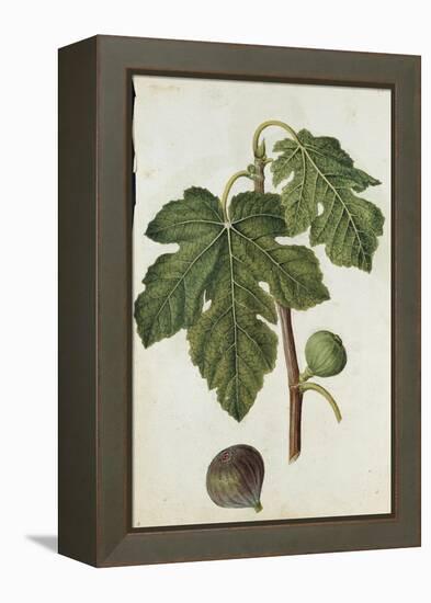 Botanical Study of a Fig-Jacques Le Moyne De Morgues-Framed Premier Image Canvas