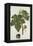 Botanical Study of a Fig-Jacques Le Moyne De Morgues-Framed Premier Image Canvas