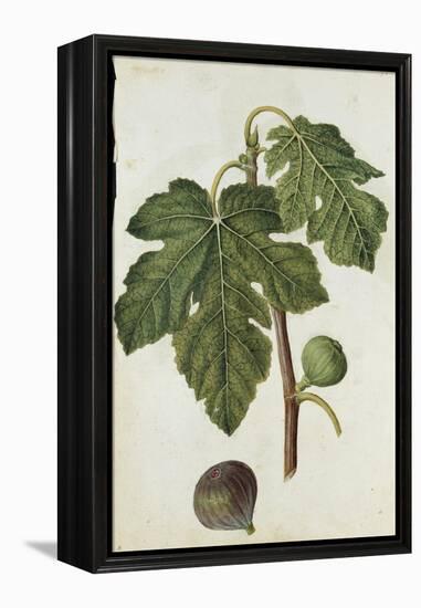 Botanical Study of a Fig-Jacques Le Moyne De Morgues-Framed Premier Image Canvas