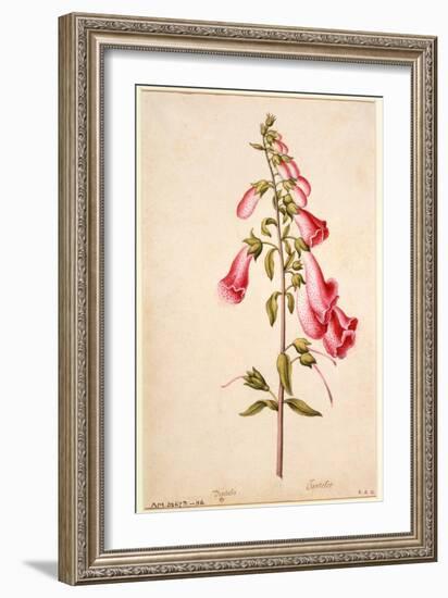 Botanical Study of a Foxglove-Jacques Le Moyne De Morgues-Framed Giclee Print