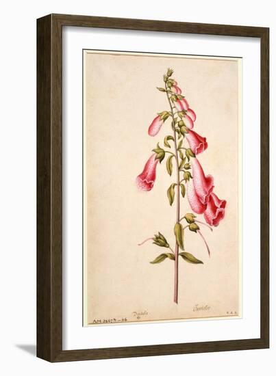 Botanical Study of a Foxglove-Jacques Le Moyne De Morgues-Framed Giclee Print