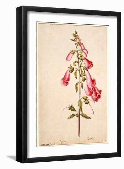 Botanical Study of a Foxglove-Jacques Le Moyne De Morgues-Framed Giclee Print