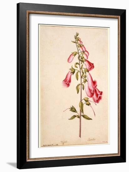 Botanical Study of a Foxglove-Jacques Le Moyne De Morgues-Framed Giclee Print