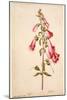 Botanical Study of a Foxglove-Jacques Le Moyne De Morgues-Mounted Giclee Print