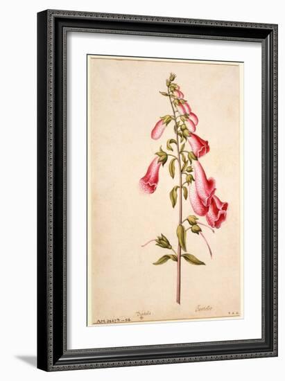 Botanical Study of a Foxglove-Jacques Le Moyne De Morgues-Framed Giclee Print