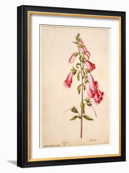 Botanical Study of a Foxglove-Jacques Le Moyne De Morgues-Framed Giclee Print