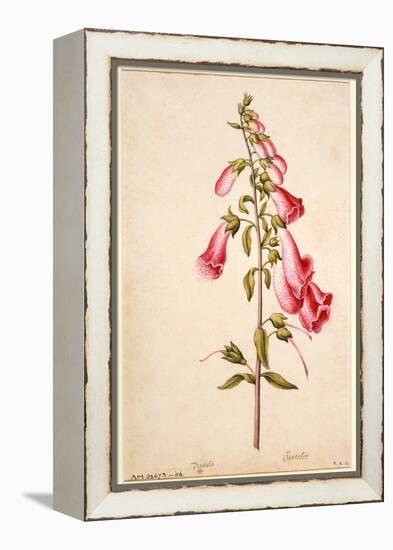 Botanical Study of a Foxglove-Jacques Le Moyne De Morgues-Framed Premier Image Canvas