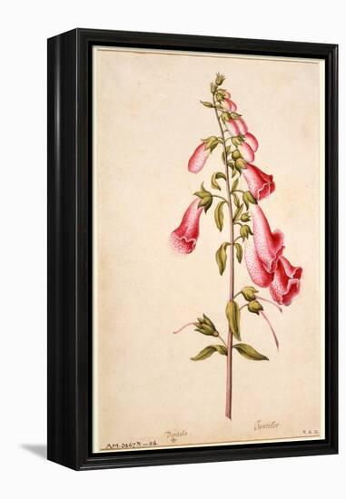 Botanical Study of a Foxglove-Jacques Le Moyne De Morgues-Framed Premier Image Canvas