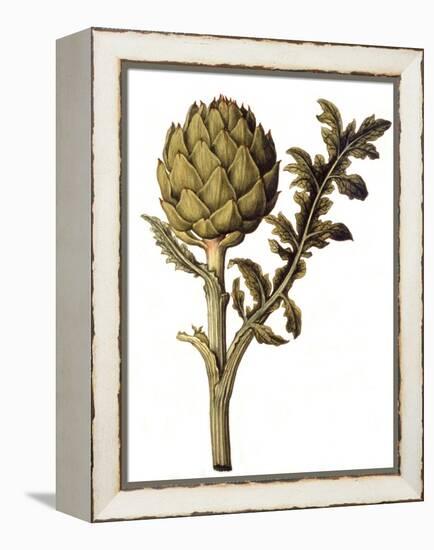 Botanical Study of a Globe Artichoke-Jacques Le Moyne De Morgues-Framed Premier Image Canvas