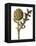 Botanical Study of a Globe Artichoke-Jacques Le Moyne De Morgues-Framed Premier Image Canvas