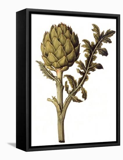 Botanical Study of a Globe Artichoke-Jacques Le Moyne De Morgues-Framed Premier Image Canvas