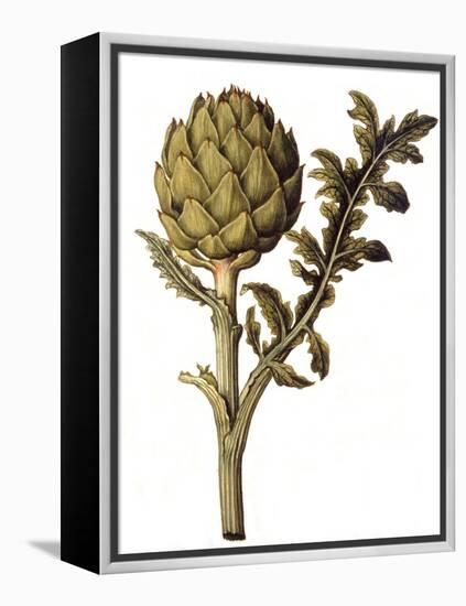 Botanical Study of a Globe Artichoke-Jacques Le Moyne De Morgues-Framed Premier Image Canvas