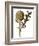 Botanical Study of a Globe Artichoke-Jacques Le Moyne De Morgues-Framed Giclee Print