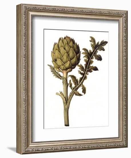 Botanical Study of a Globe Artichoke-Jacques Le Moyne De Morgues-Framed Giclee Print