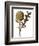 Botanical Study of a Globe Artichoke-Jacques Le Moyne De Morgues-Framed Giclee Print