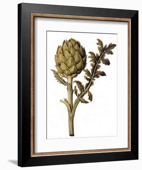 Botanical Study of a Globe Artichoke-Jacques Le Moyne De Morgues-Framed Giclee Print