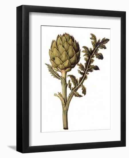 Botanical Study of a Globe Artichoke-Jacques Le Moyne De Morgues-Framed Giclee Print