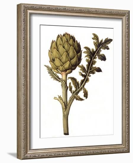 Botanical Study of a Globe Artichoke-Jacques Le Moyne De Morgues-Framed Giclee Print